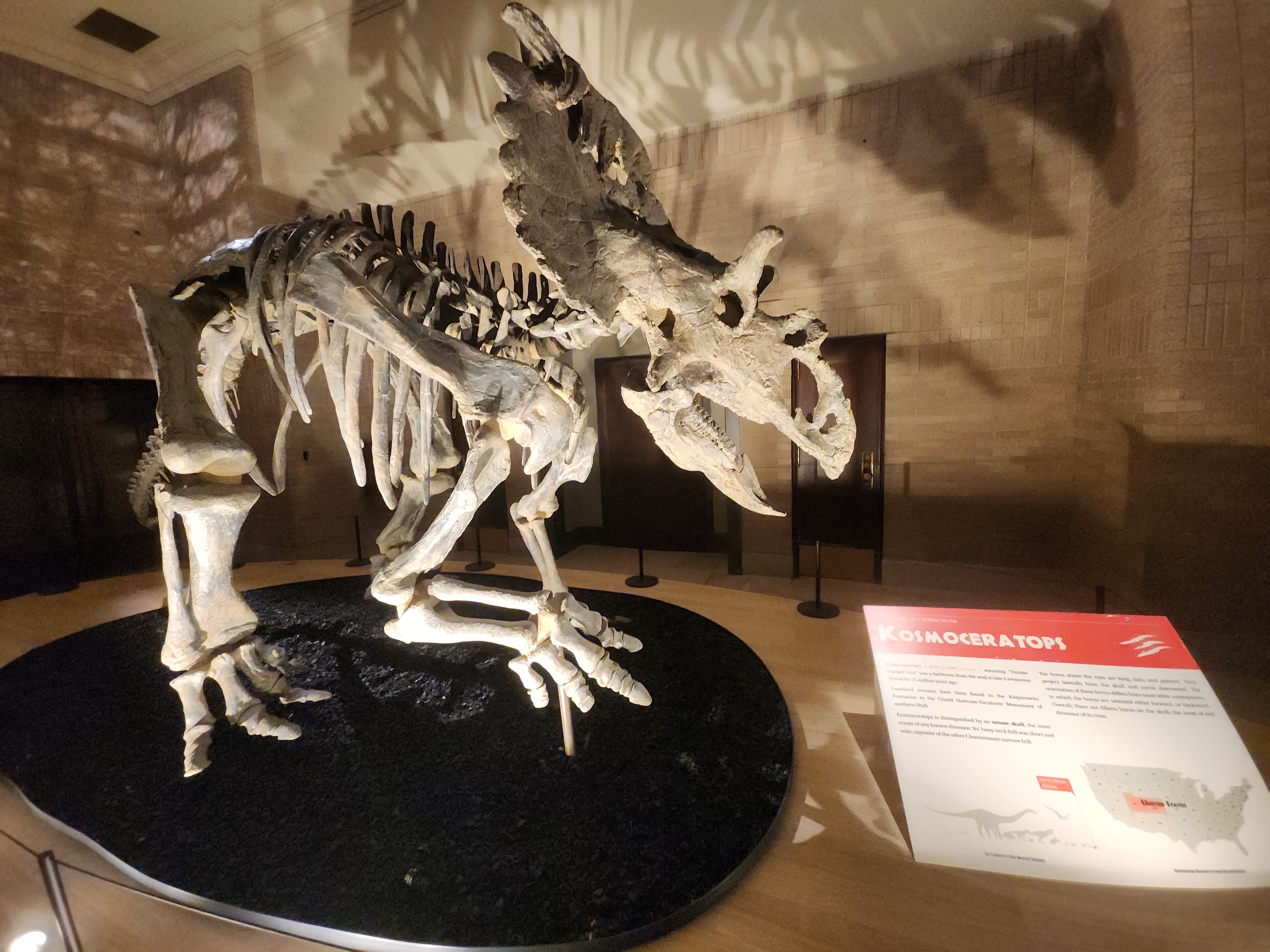 Kosmoceratops Dinosaur Skeleton Mount