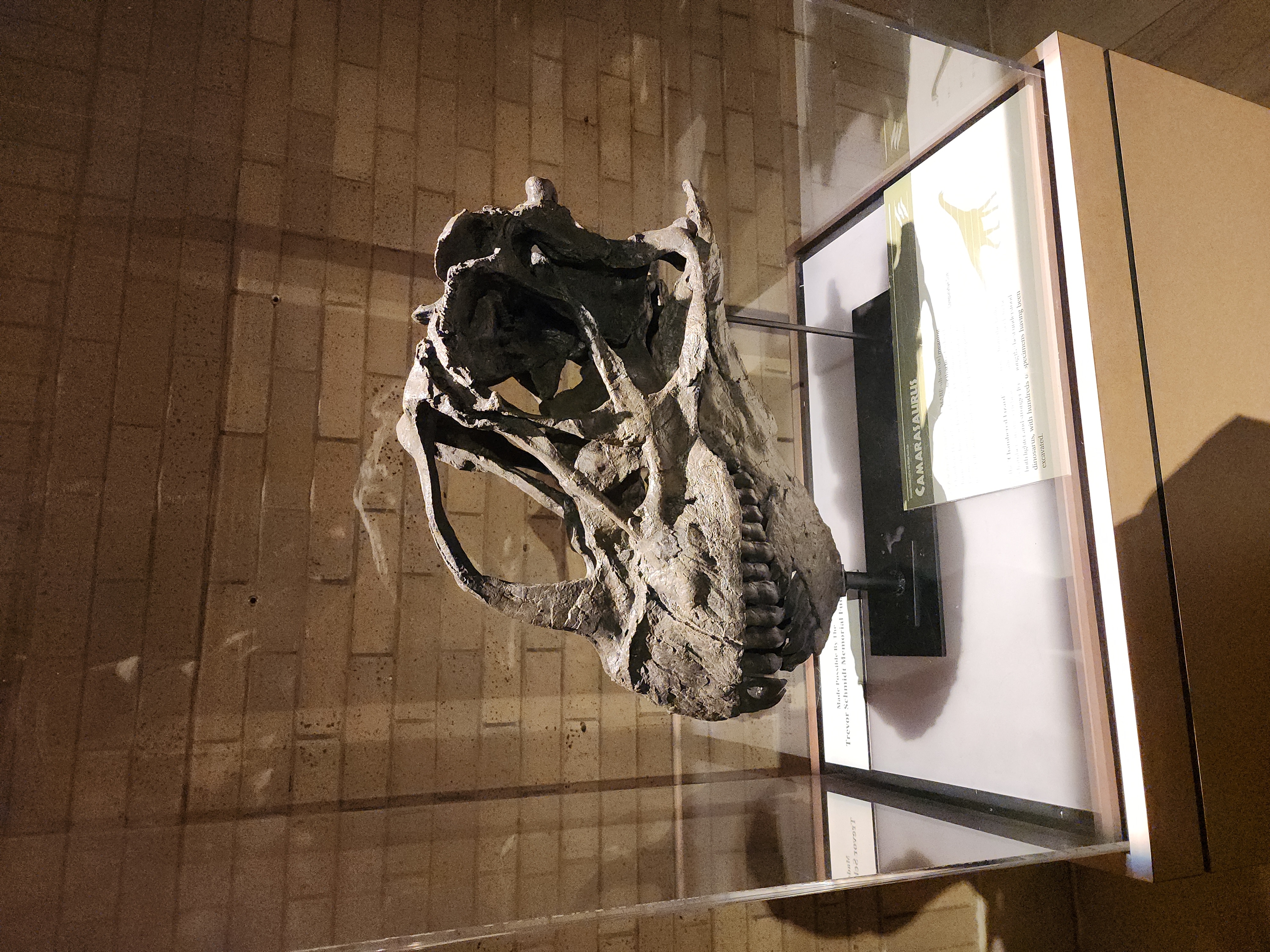 Camarasaurus Skull Exhibit in Kansas City