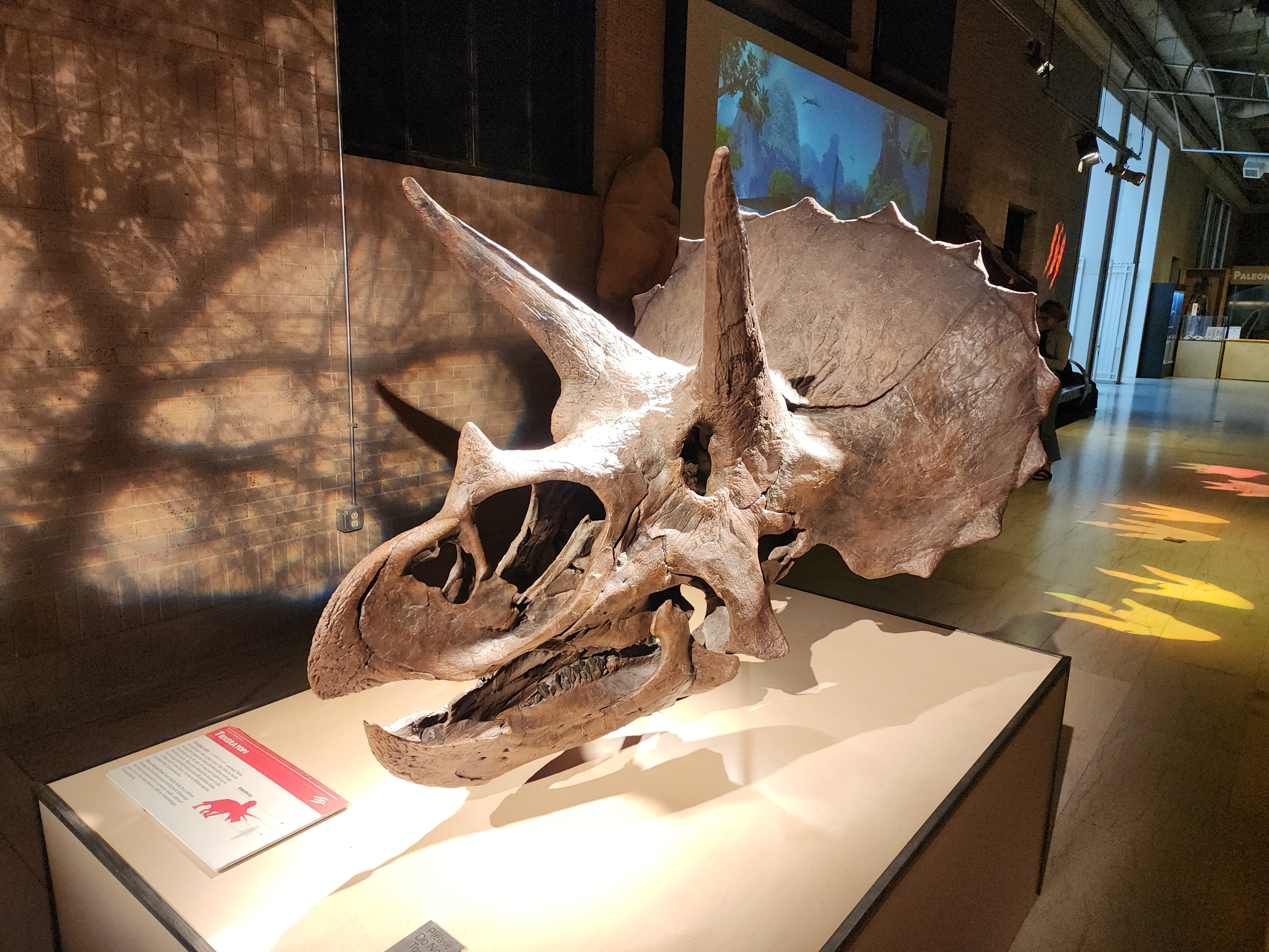 Triceratops Skull Exhibit at a Museum