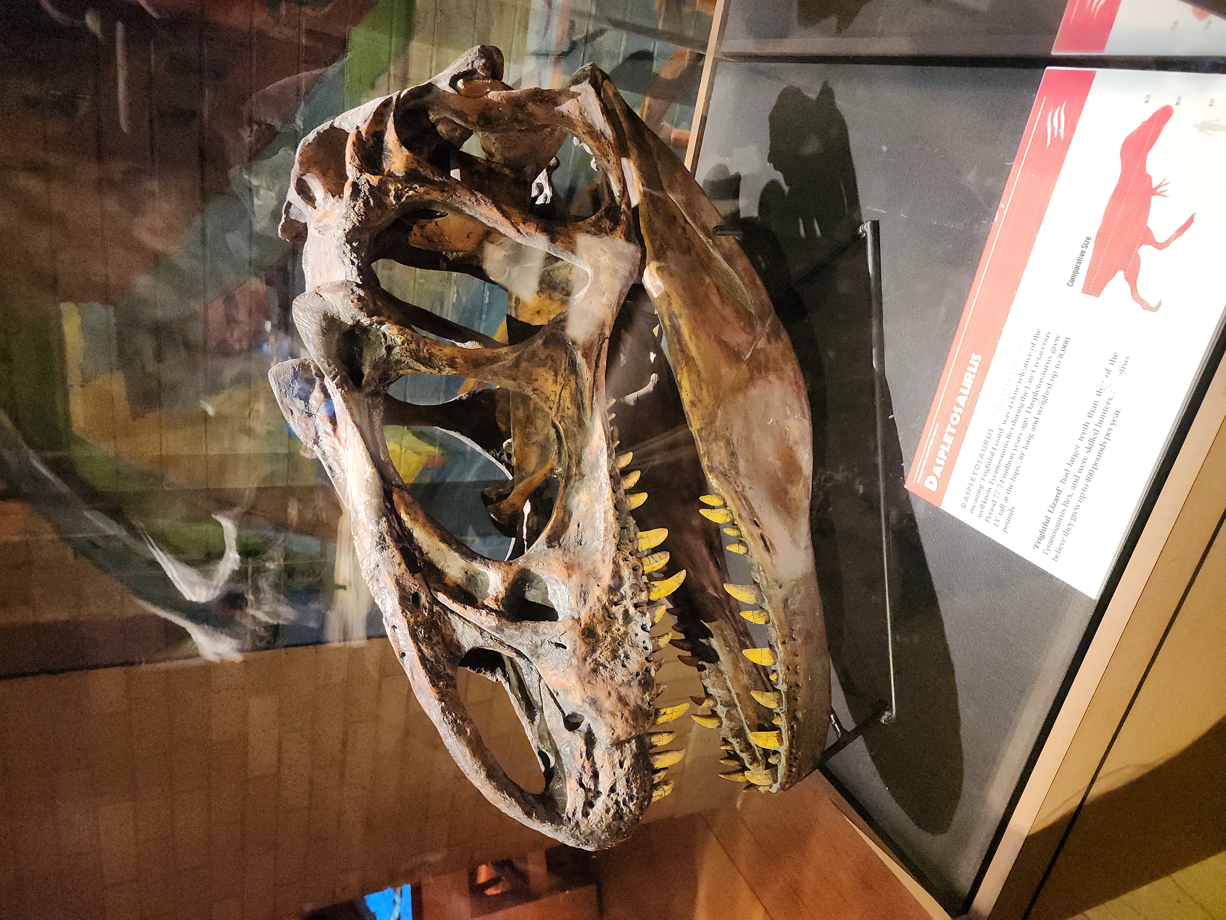 Daspletosaurus Fossil Skull Exhibit